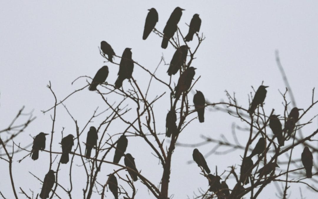 Award-winning short story: announcing “Killing Crows”