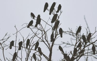 Award-winning short story: announcing “Killing Crows”